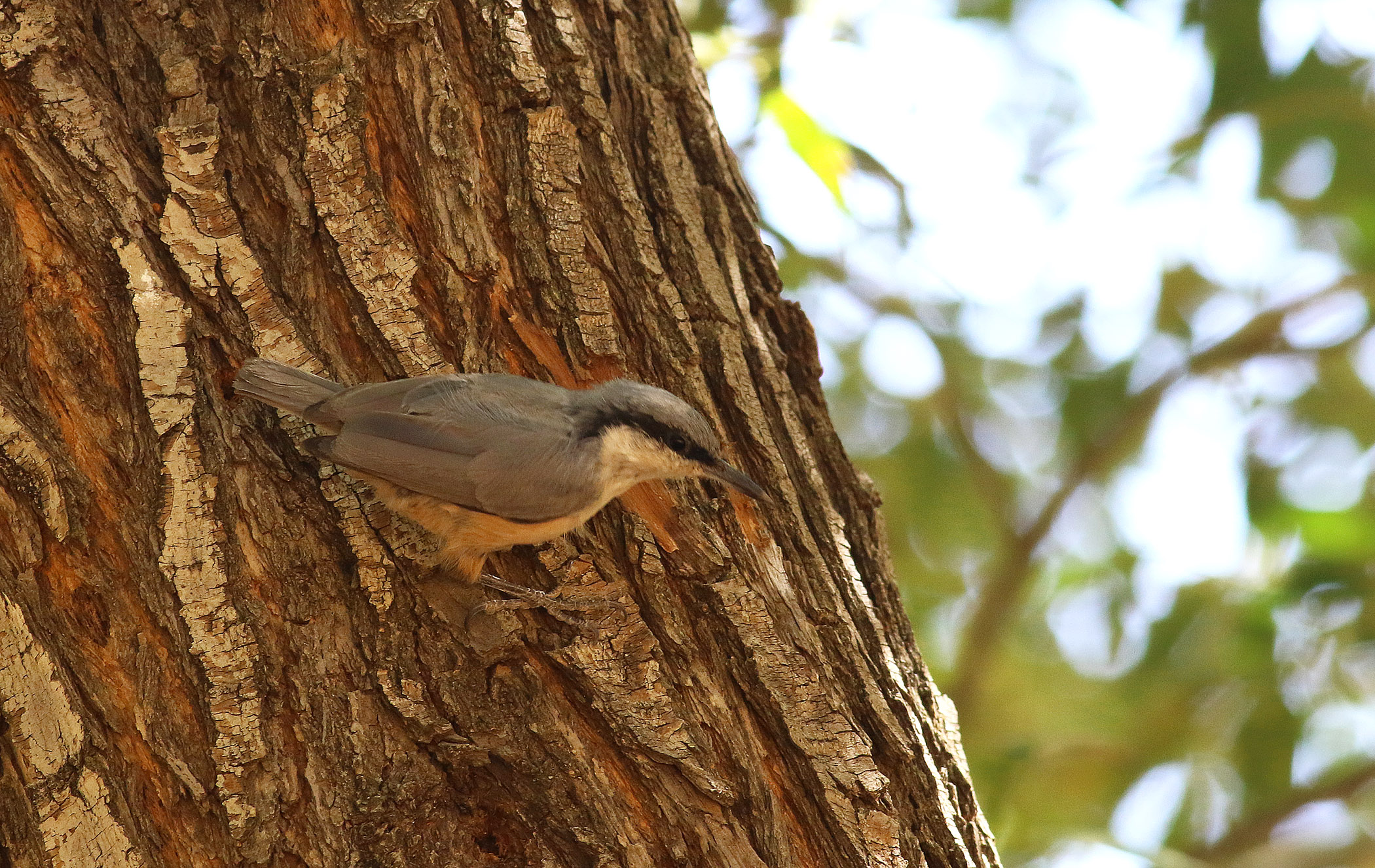 Western Rock Nuthatch